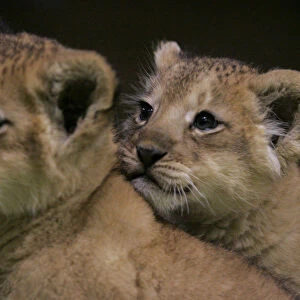 Lion cubs sit next to each other at Maruyama Zoo in Sapporo