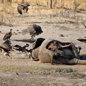 A lion is seen approaching an elephant carcass at a watering hole inside Hwange National