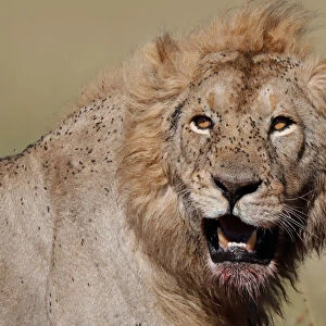 A lion is seen in Masai Mara National Reserve