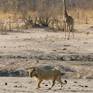 A lion walks past a giraffe at the Hwange National Park