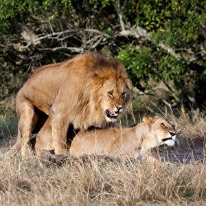 Lions mate in the Msai Mara National Reserve