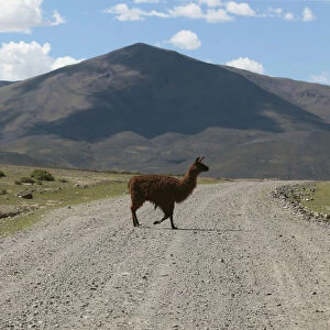 A llama crosses a road near Salinas, between the salt flats of Uyuni and Coipasa