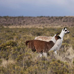 Llamas are seen at Santiago de Machaca, Bolivia, near the border with Peru