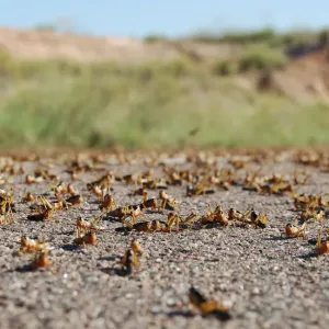 Locusts are seen on the main road in the Menabe region of western Madagascar