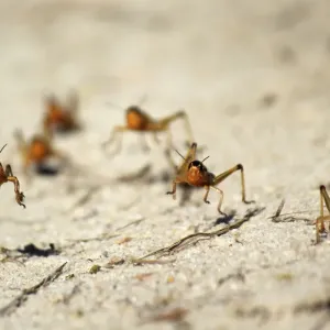 Locusts are seen in the Menabe region of western Madagascar