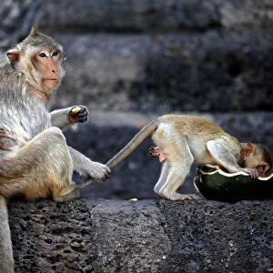 A long-tailed macaque holds its babys tail during the annual Monkey Buffet Festival at
