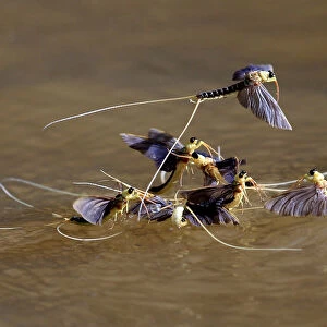 Long-tailed mayflies (Palingenia longicauda) mate on the surface of the Tisza river near