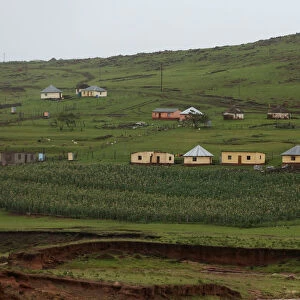 A maize garden is seen below houses at a village near Mthatha