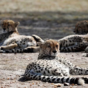 A male cheetah rests in the Msai Mara National Reserve