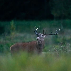 Male deer roars in a field in Republican landscape reserve Nalibokski near the village