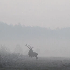 Male deer is seen in a field in Republican landscape reserve Nalibokski near the