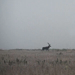 Male deer walks in a field in Republican landscape reserve Nalibokski near the village