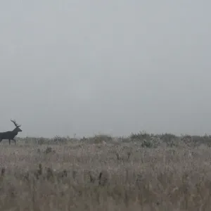 Male deer walks in a field in Republican landscape reserve Nalibokski near the village Male deer walks in a field in Republican landscape reserve Nalibokski near the village