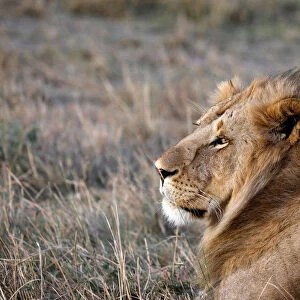 A male lion is seen in the Msai Mara National Reserve