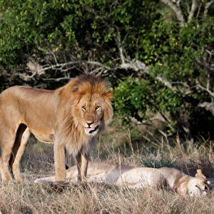 A male lion stands over a female after mating in the Msai Mara National Reserve