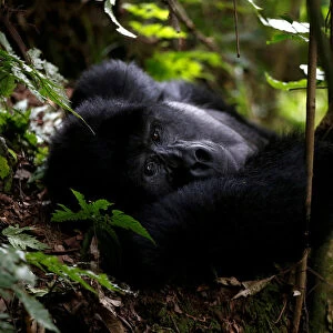 Male mountain gorilla from the Mukiza group is seen at Bwindi National Park near the town