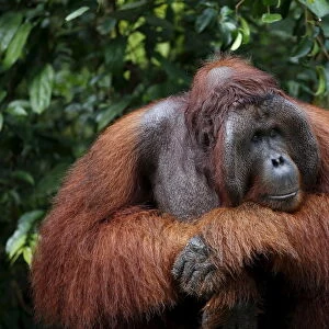 A male orangutan waits at a feeding station at Camp Leakey in Tanjung Puting National