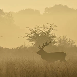 A male red deer barks in the early morning in Richmond Park in south west London