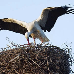 A male stork feeds his mate in their nest on the roof of a house in the town of Wijk Bij