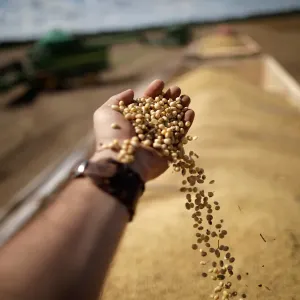 A man holds grains during the opening ceremony of the Grain Harvest in Caseara A man holds grains during the opening ceremony of the Grain Harvest in Caseara