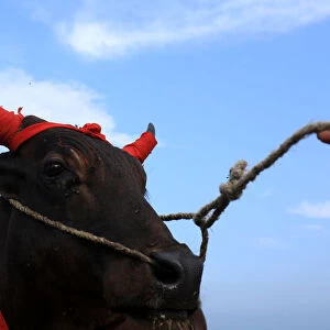 A man holds a rope of a sacrificial bull, with its horn adorned with red cloths for sale