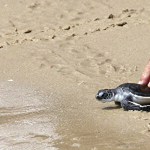 A man releases a Hawksbill turtle into the sea at the Sea Turtle Conservation Center of