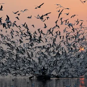 A man rides a boat as seagulls fly over the waters of the river Yamuna early morning A man rides a boat as seagulls fly over the waters of the river Yamuna early morning
