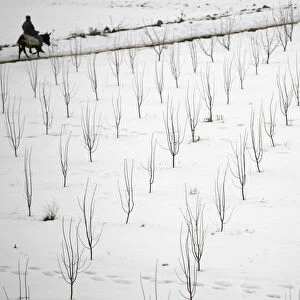 A man rides on his donkey in the snow-covered Middle Atlas region of Morocco near Ifrane