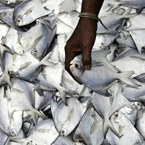 A man sorts through a stack of fresh pomfret in Karachis fish harbour