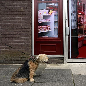 A man walks his dog past a vacant shop, with graphics pasted to the outside to make