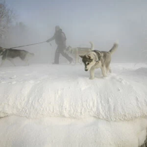 A man walks with his three huskies through a frosty fog along the bank of an island in