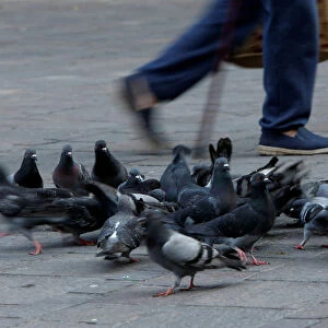 A man walks past pigeons foraging for food on the ground in Valletta