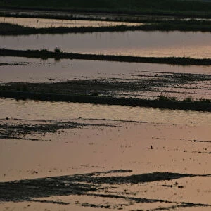 A man walks through a rice paddy field during sunset in Nikaho, northern Japan