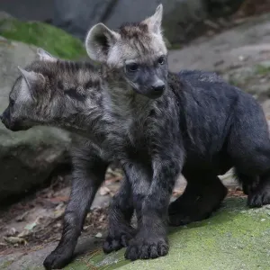 Animals