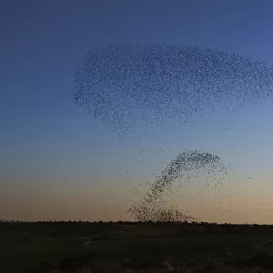 Migrating starlings fly in a formation near Rahat