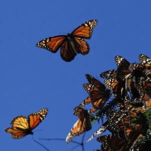 Monarch butterflies fly at the El Rosario butterfly sanctuary in Michoacan