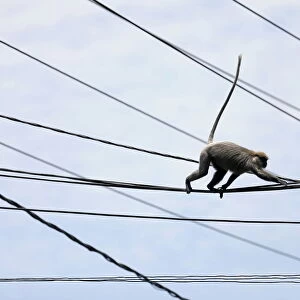A monkey walks on main power lines on a main road in Colombo
