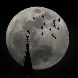 The full moon rises behind a mosque as birds fly in Amman The full moon rises behind a mosque as birds fly in Amman