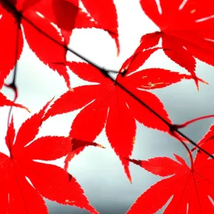 The morning sun illuminates the late changing fire red leaves in Falls Church, Virginia