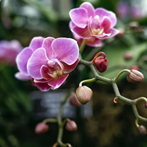 Moth orchid known as a Phalalenopsis Firebird Phoenix is seen during a media preview