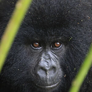 A mountain gorilla looks out of a clearing in Virunga national park in the Democratic