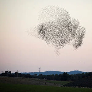A murmuration of migrating starlings fly in a group over a field near Kiryat Gat