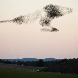 A murmuration of migrating starlings fly in a group over a field near Kiryat Gat A murmuration of migrating starlings fly in a group over a field near Kiryat Gat