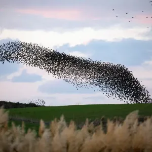 A murmuration of migrating starlings fly in a group over a field near Kiryat Gat A murmuration of migrating starlings fly in a group over a field near Kiryat Gat