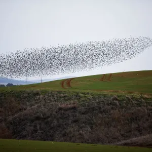 A murmuration of migrating starlings fly in a group over a field near Kiryat Gat A murmuration of migrating starlings fly in a group over a field near Kiryat Gat