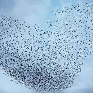 A murmuration of migrating starlings fly in a group near Kiryat Gat, southern Israel A murmuration of migrating starlings fly in a group near Kiryat Gat, southern Israel