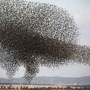 A murmuration of migrating starlings is seen across the sky near the village of Beit Kama