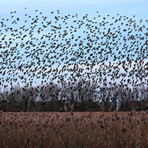 A murmuration of of Starlings fly at dusk over the Piermont Marsh along the Hudson