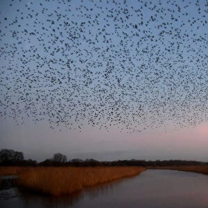 Murmurations are seen at dusk as thousands of starlings return to roost on Somerset