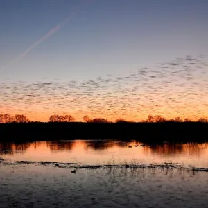 Murmurations are seen at dusk as thousands of starlings return to roost on Somerset Murmurations are seen at dusk as thousands of starlings return to roost on Somerset